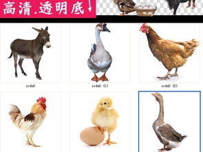家禽養(yǎng)殖系列 從公雞到奶牛的多樣化經營