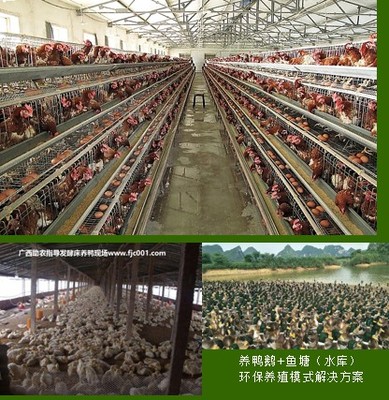專業助農家禽養殖服務 賦能農戶，提升養殖效益