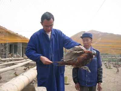 飛翔家禽養殖合作社 以專業養殖助力鄉村振興，打造三門特色農業名片