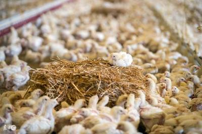 10種低成本蛋白質家禽飼料，為您的養殖業降本增效