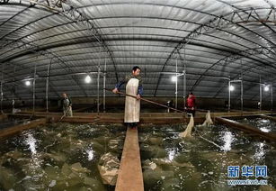 樂(lè)亭 海產(chǎn)品工廠化養(yǎng)殖與光禽屠宰加工雙輪驅(qū)動(dòng)，鋪就農(nóng)民增收致富路
