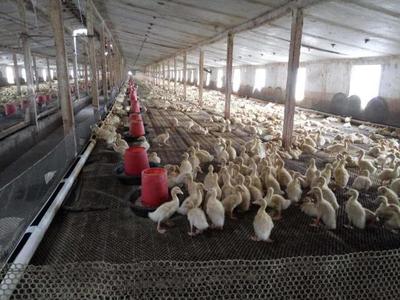 雞鴨飼養(yǎng)與牛羊養(yǎng)殖前景比較 老農(nóng)的智慧之談